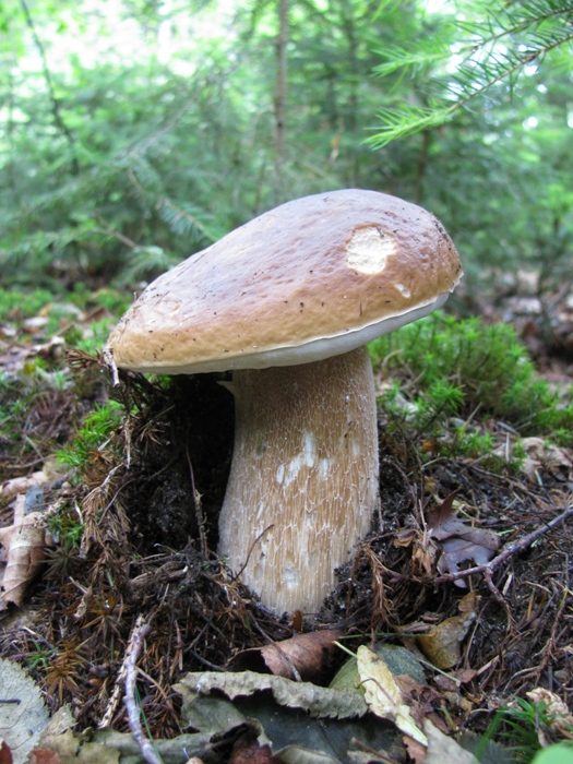 hríb smrekový Boletus edulis Bull.