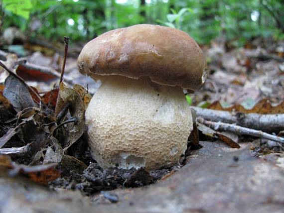 hríb dubový Boletus reticulatus Schaeff.