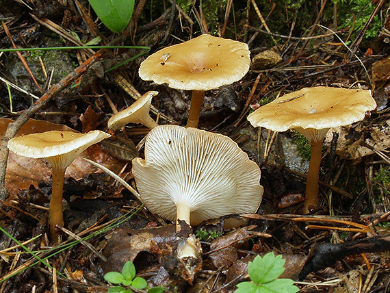 strmuľka lievikovitá Clitocybe gibba (Pers.) P. Kumm.