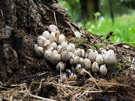 hnojník Romagnesiho Coprinopsis romagnesiana (Singer) Redhead, Vilgalys & Moncalvo