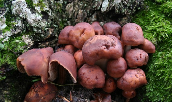 peniazovka vretenohlúbiková Gymnopus fusipes (Bull.) Gray