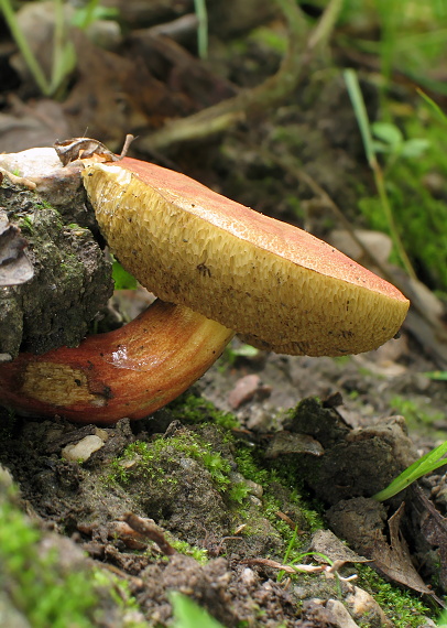 suchohríb karmínový Hortiboletus rubellus (Krombh.) Simonini, Vizzini & Gelardi