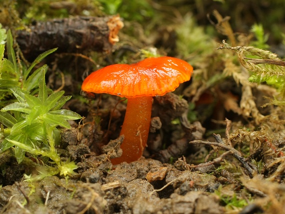 lúčnica hlienistá červená Hygrocybe glutinipes var. rubra R. Kristiansen