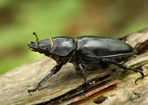 roháč veľký Lucanus cervus