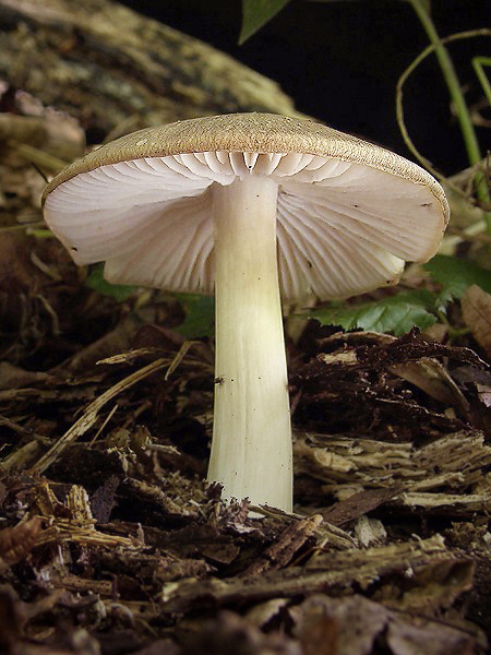 povraznica širokolupeňová Megacollybia platyphylla (Pers.) Kotl. & Pouzar