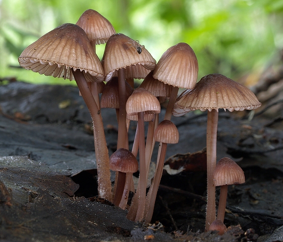 prilbička krvavá Mycena sanguinolenta (Alb. & Schwein.) P. Kumm.