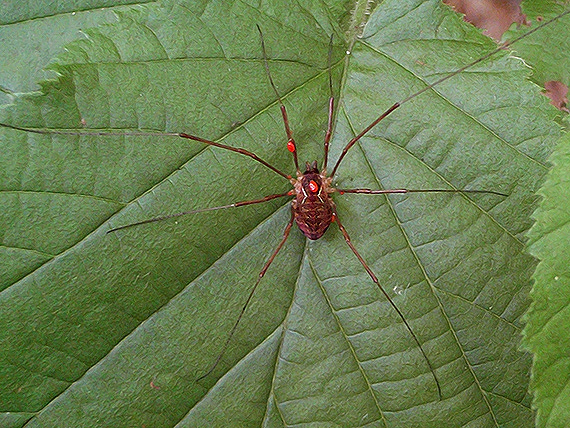 kosec Phalangium sp.