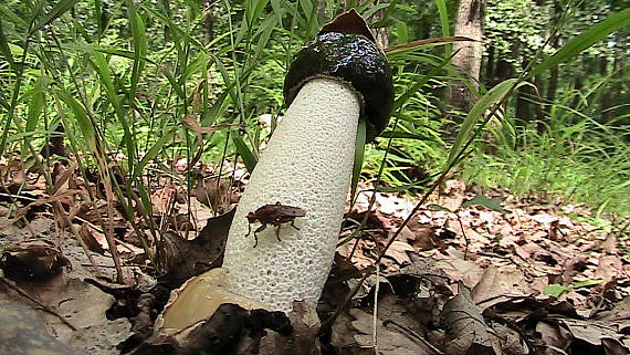 hadovka smradľavá Phallus impudicus L.