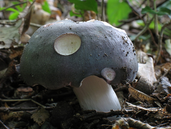 plávka modrastá Russula cyanoxantha (Schaeff.) Fr.