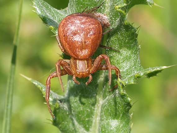 kvetárik Xysticus cf. bifasciatus