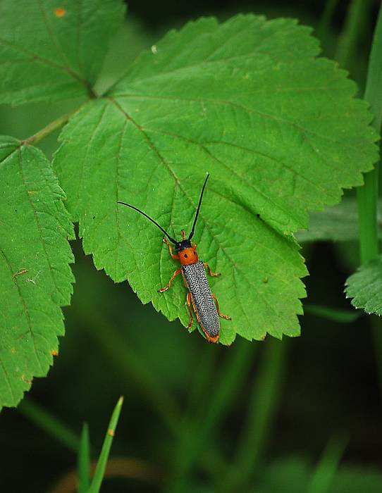 vrzúnik dvojbodkový (Oberea oculata)