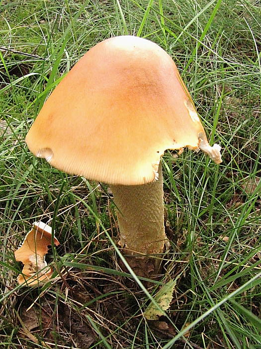 muchotrávka oranžová Amanita crocea  (Quél.) Singer