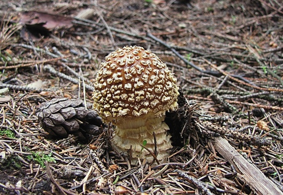 muchotrávka kráľovská Amanita regalis (Fr.) Michael