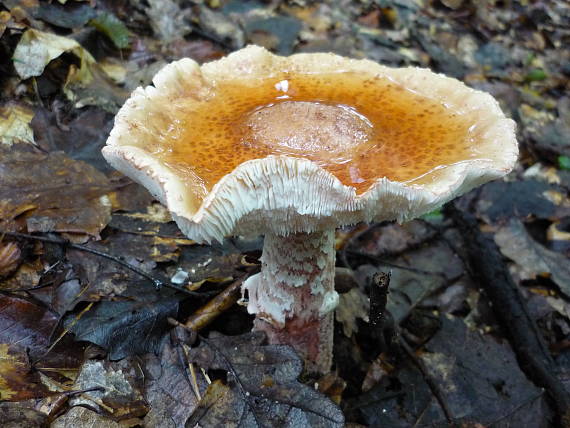 muchotrávka červenkastá Amanita rubescens Pers.