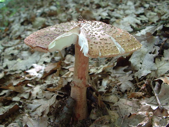 muchotrávka červenkastá Amanita rubescens Pers.