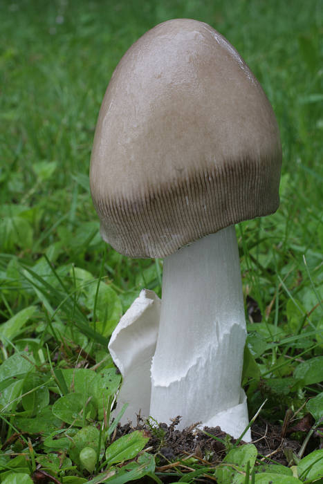 muchotrávka pošvatá Amanita vaginata (Bull.) Lam.