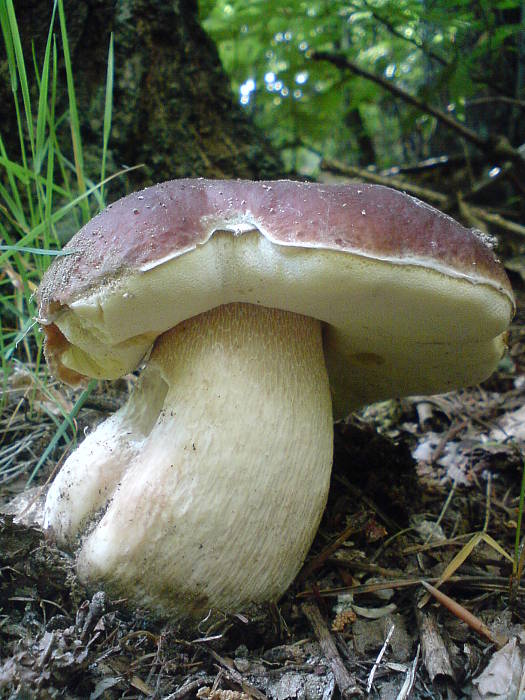 hríb smrekový Boletus edulis Bull.