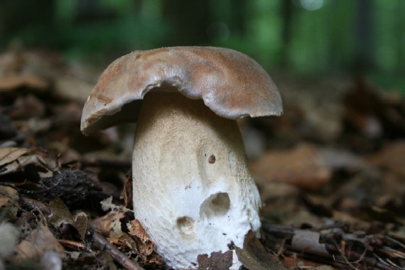 hríb dubový Boletus reticulatus Schaeff.