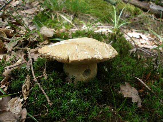 hríb dubový Boletus reticulatus Schaeff.