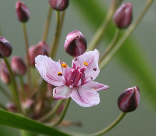 okrasa okolíkatá Butomus umbellatus L.