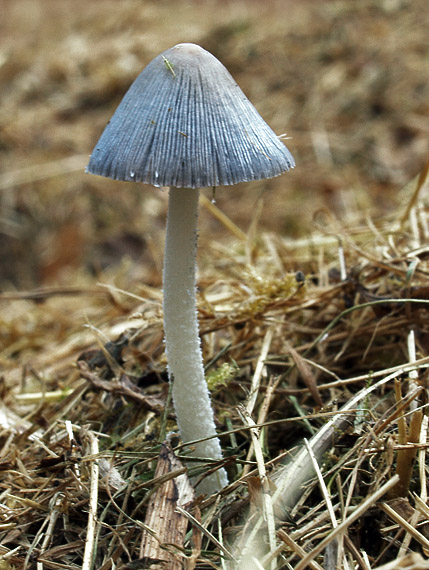 hnojník mrvový Coprinopsis cinerea (Schaeff.) Redhead, Vilgalys & Moncalvo