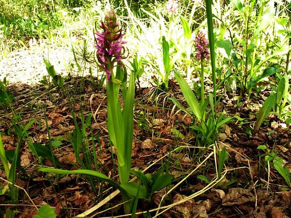 prstnatec pleťový - vstavačovec strmolistý  Dactylorhiza incarnata subsp. incarnata (L.) Soó