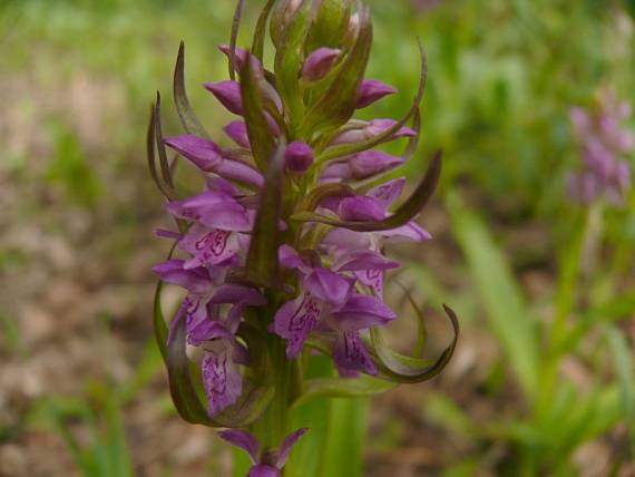 prstnatec pleťový - vstavačovec strmolistý  Dactylorhiza incarnata subsp. incarnata (L.) Soó