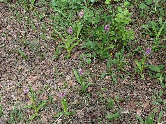 prstnatec pleťový - vstavačovec strmolistý  Dactylorhiza incarnata subsp. incarnata (L.) Soó