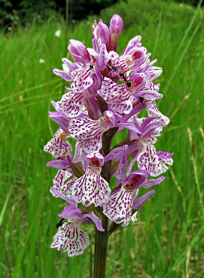 vstavačovec škvrnitý Dactylorhiza maculata agg.