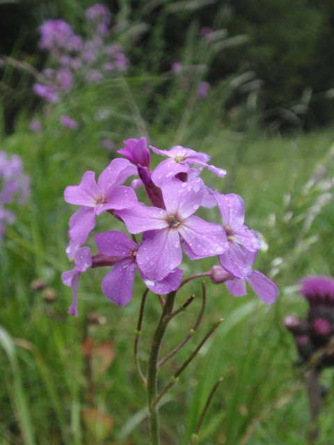 večernica voňavá pravá Hesperis matronalis L.