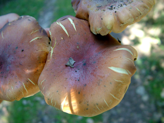 třepenitka svazčitá Hypholoma fasciculare (Huds.) P. Kumm.