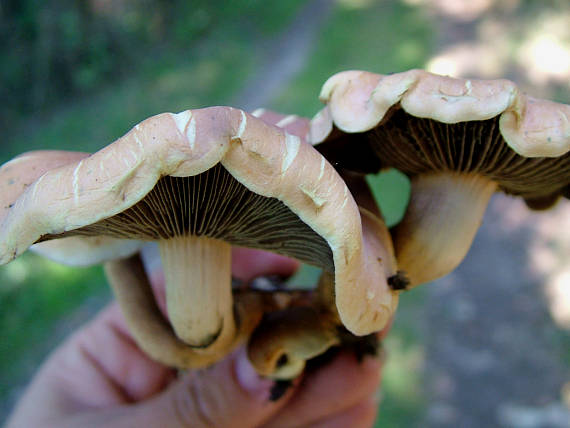 třepenitka svazčitá Hypholoma fasciculare (Huds.) P. Kumm.