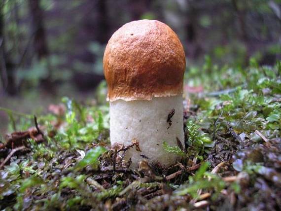 kozák osikový Leccinum albostipitatum den Bakker & Noordel.