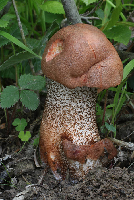 kozák dubový Leccinum aurantiacum (Bull.) Gray