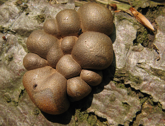 vlčinka červená Lycogala epidendrum (J.C. Buxb. ex L.) Fr.