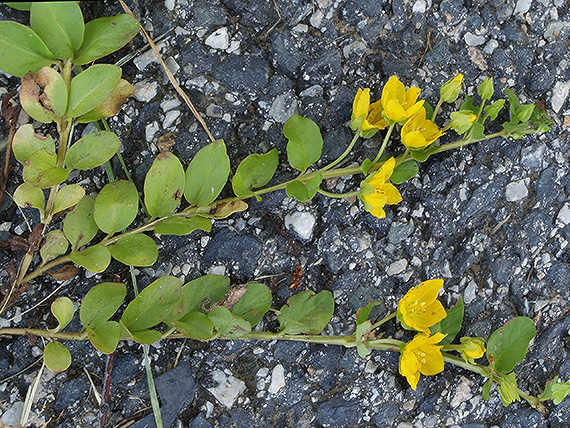 čerkáč peniažtekový Lysimachia nummularia L.