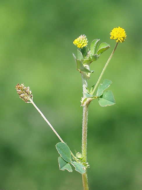 lucerna ďatelinová Medicago lupulina L.