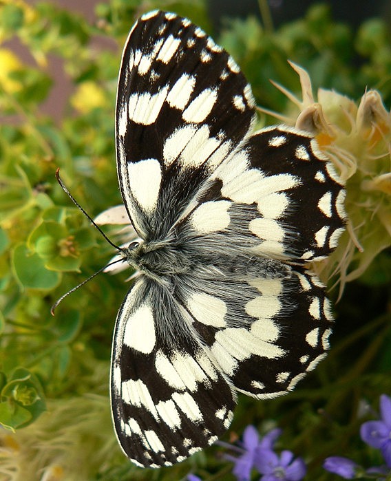 očkáň timotejkový Melanargia galathea Linnaeus, 1758