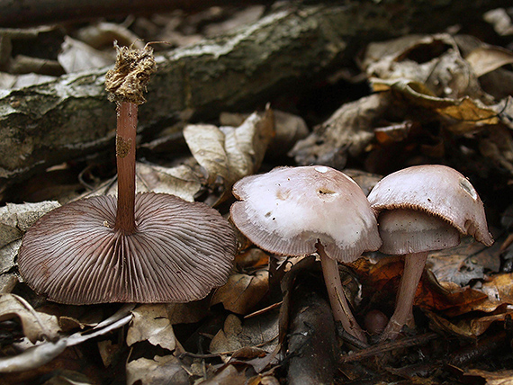 prilbička zúbkovaná Mycena pelianthina (Fr.) Quél.