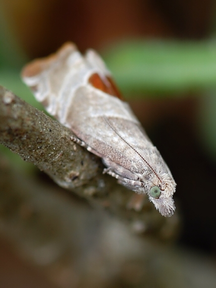 obaľovač Uddmannov Notocelia uddmanniana