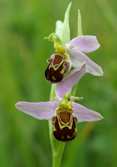 hmyzovník včelovitý - tořič včelonosný Ophrys apifera Huds.