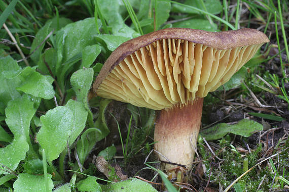 lupeňopórovec červenožltý Phylloporus rhodoxanthus (Schwein.) Bres.