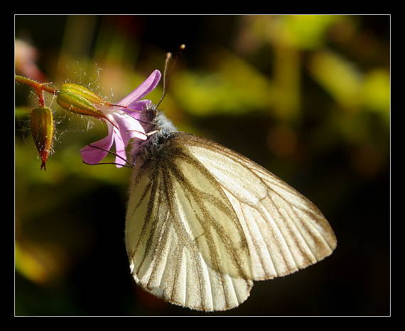 mlynárik repkový Pieris napi