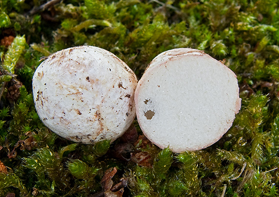 koreňovec červený Rhizopogon roseolus (Corda) Th. Fr.