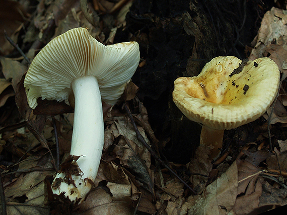 plávka slnečná Russula solaris Ferd. & Winge