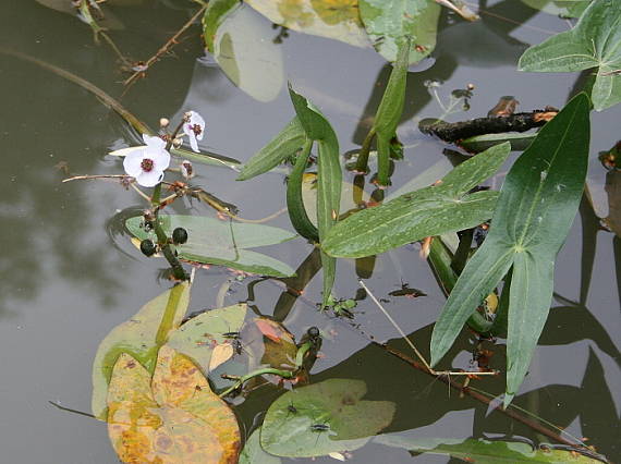 šípovka vodná - šípatka střelolistá Sagittaria sagittifolia L.