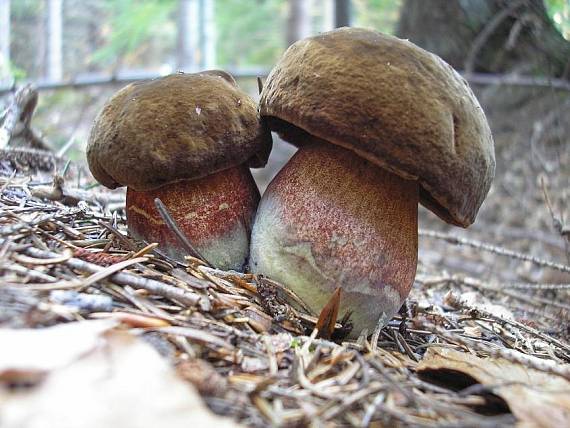 hríb zrnitohlúbikový Sutorius luridiformis (Rostk.) G. Wu & Zhu L. Yang