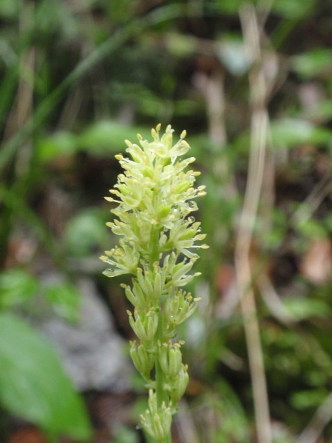 kosatka kalíškatá Tofieldia calyculata (L.) Wahlenb.