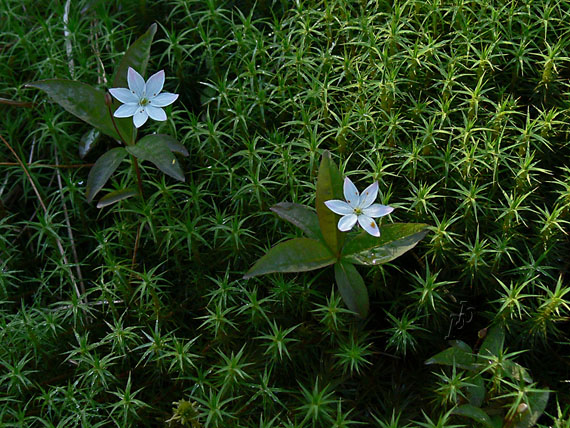 sedmokvietok európsky Trientalis europaea L.