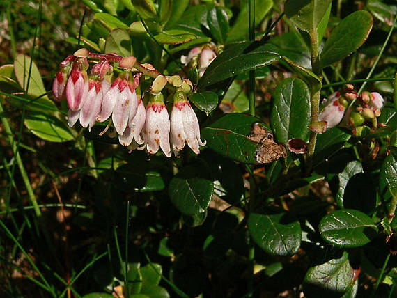 brusnica pravá Vaccinium vitis-idaea L.